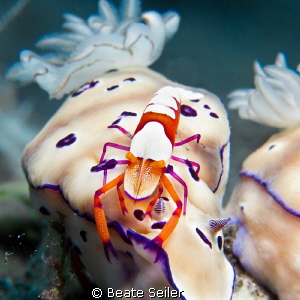 Imperator shrimp on a cromodoris 
 by Beate Seiler 